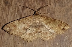 Melanolophia