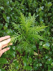 Senecio bipinnatisectus