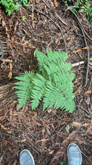 Dryopteris arguta