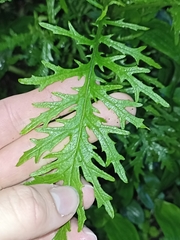 Senecio bipinnatisectus