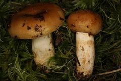 Russula granulata