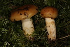 Russula granulata