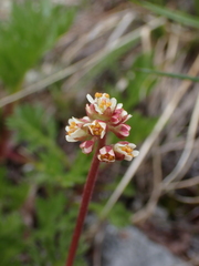 Micranthes occidentalis