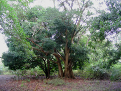 Phytolacca dioica