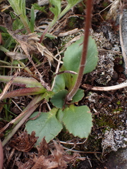 Micranthes occidentalis