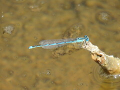 Erythromma lindenii