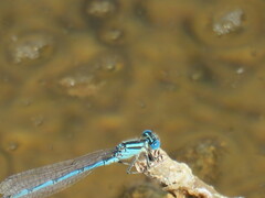 Erythromma lindenii