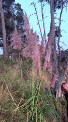 Cortaderia jubata