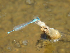 Erythromma lindenii