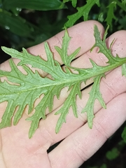 Senecio bipinnatisectus