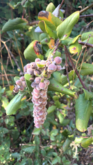 Garrya elliptica
