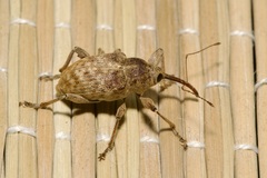 Curculio elephas