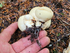 Apioperdon pyriforme