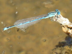 Erythromma lindenii