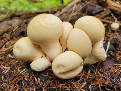 Apioperdon pyriforme