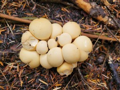 Apioperdon pyriforme