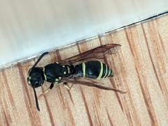 Ancistrocerus