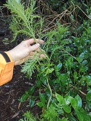Senecio bipinnatisectus