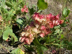 Rumex venosus