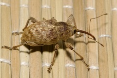 Curculio elephas