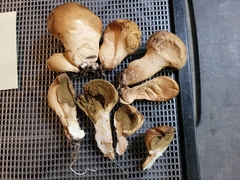 Apioperdon pyriforme