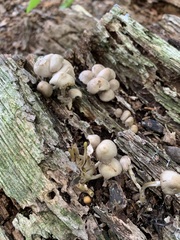 Favolaschia macropora