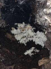 Hericium erinaceus