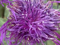 Centaurea nervosa