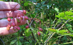 Viburnum