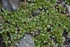 Salix nivalis