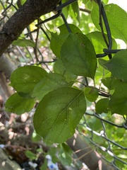 Crataegus phaenopyrum