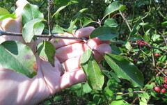 Viburnum