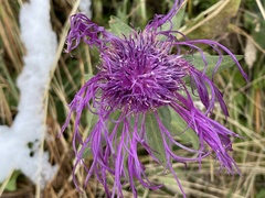 Centaurea nervosa