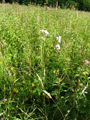 Valeriana officinalis