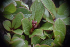 Salix nivalis