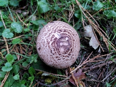Agaricus
