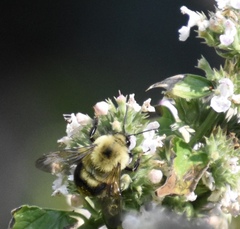 Bombus bimaculatus