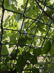 Crataegus phaenopyrum