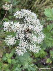 Vespula