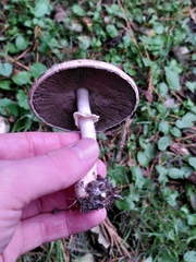 Agaricus