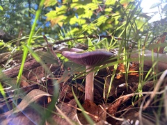 Cortinarius iodes