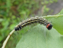 Acronicta radcliffei