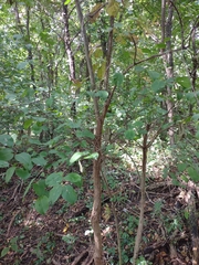 Viburnum prunifolium