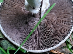 Agaricus