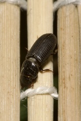 Pleurophorus