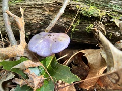 Cortinarius iodes