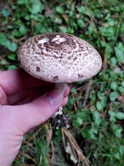 Agaricus