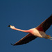 Andean Flamingos - Photo (c) Paulo Fassina, some rights reserved (CC BY-SA)
