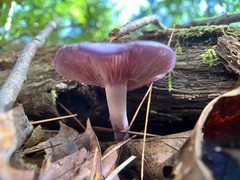 Cortinarius iodes