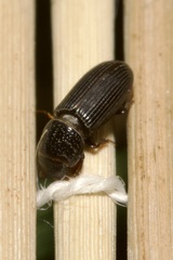 Pleurophorus